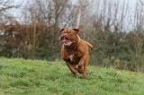 DOGUE DE BORDEAUX 173